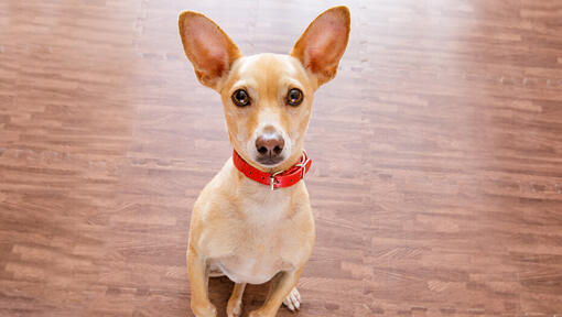 Why Does My Dog Stare at Me: Top 8 Reasons | Purina UK